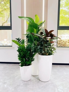 海曙绿化养护价格