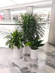 宁波余姚花卉出租哪家好 宁波余姚花卉出租哪家好